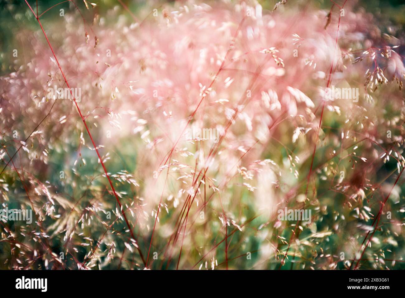 Vollformataufnahme frischer Pflanzen an sonnigem Tag Stockfoto