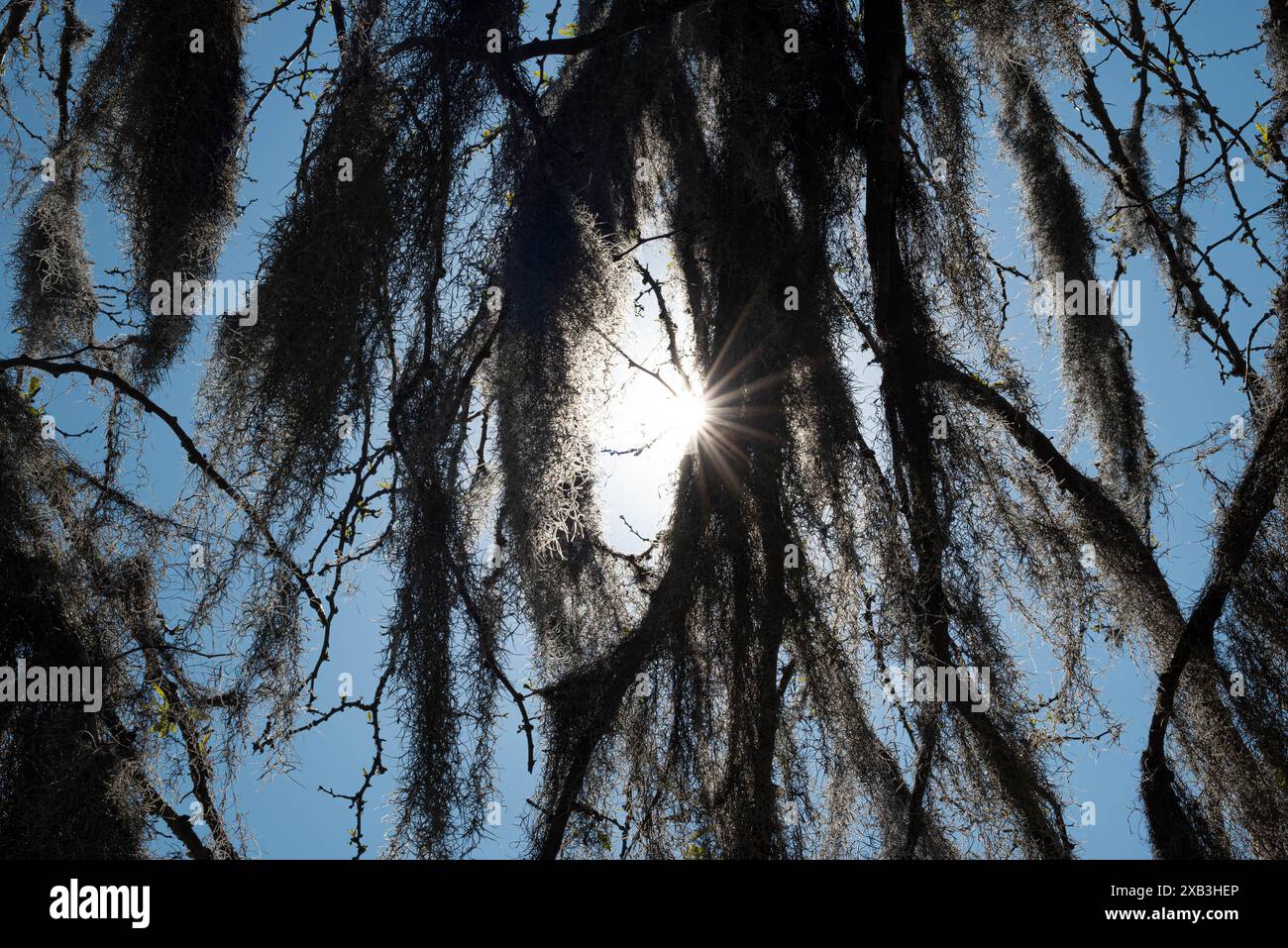 Sonne durch spanisches Moos Stockfoto