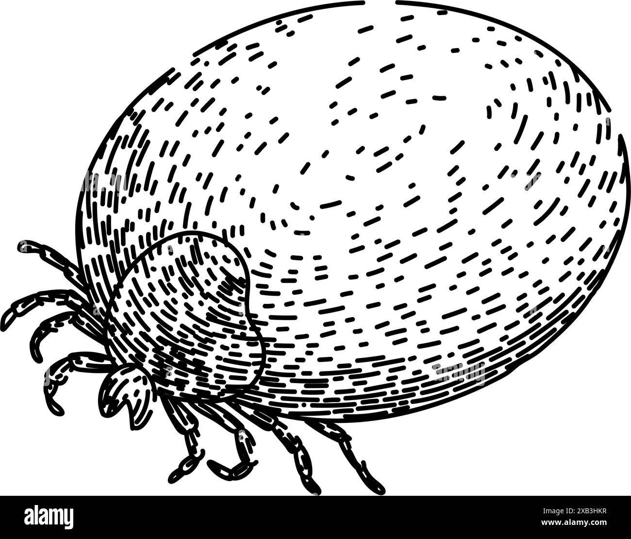 Bug Tick Skizze Hand gezeichneter Vektor Stock Vektor