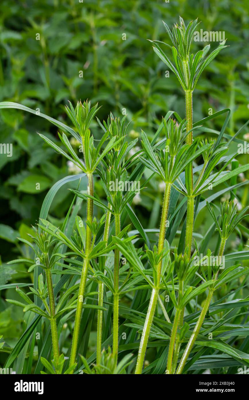 Cleavers Galium Acarin wird in der traditionellen Medizin zur Behandlung von Erkrankungen des Diuretikums, des Lymphsystems und als Entgiftungsmittel eingesetzt. Stockfoto