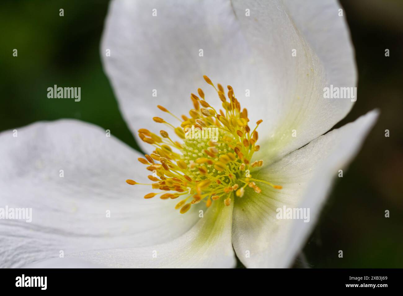 Anemonoides sylvestris Anemone sylvestris, auch als Schneeglöckchenanemone oder Schneeglöckchenwindblume bekannt, ist eine ausdauernde Pflanze, die im Frühjahr blüht. Stockfoto