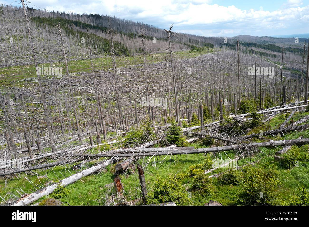 Tote und sterbende Bäume im Harz, Niedersachsen, Deutschland Stockfoto