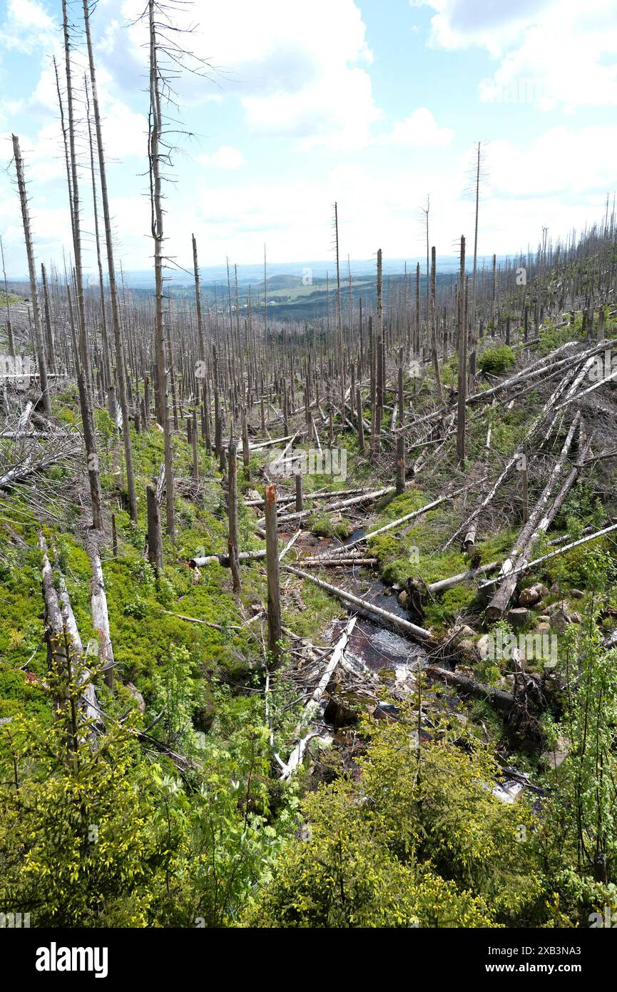 Tote und sterbende Bäume im Harz, Niedersachsen, Deutschland Stockfoto