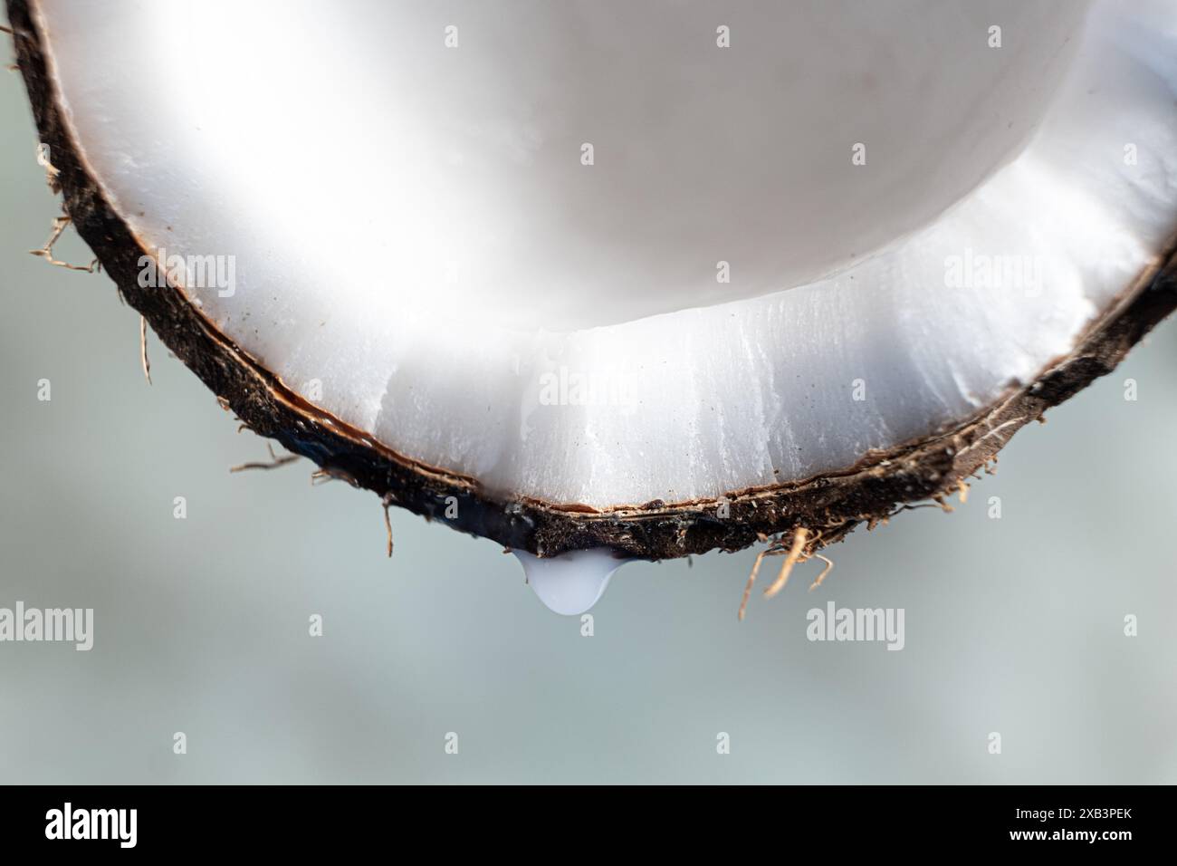 Makrotropfen Kokoswasser tropft von einer halben Kokosnuss. Stockfoto