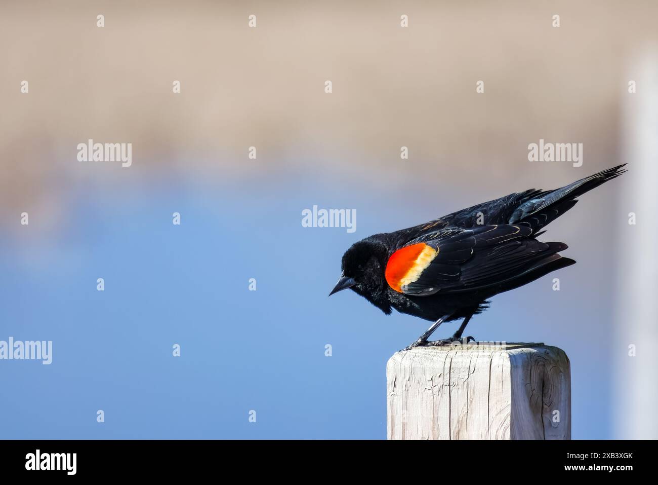 Eine männliche Rotflügeleuchte sitzt an einem sonnigen Frühlingsmorgen auf einem Geländer. Stockfoto