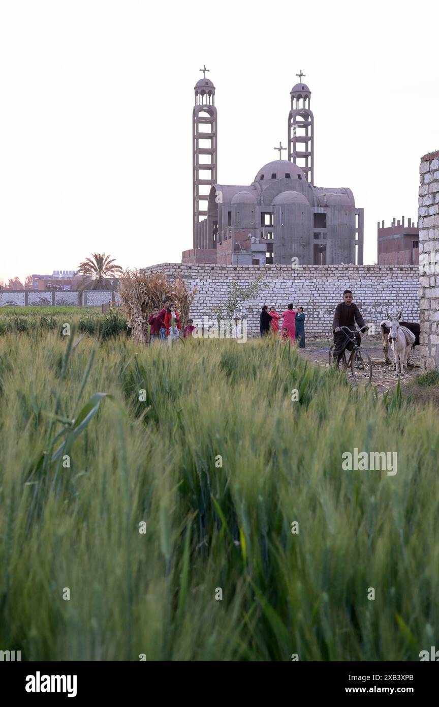 ÄGYPTEN, Dairut, KOM Buha Dorf, Weizenanbau mit Bewässerung mit Nilwasser vom Ibrahimiya Kanal, hinter neuem koptischen Kirchenbau/ ÄGYPTEN, Dayrout, Dorf KOM Buha, Weizenanbau mit Bewässerung von Nil Wasser vom Ibrahimiya Kanal, Neubau koptische Kirche Stockfoto