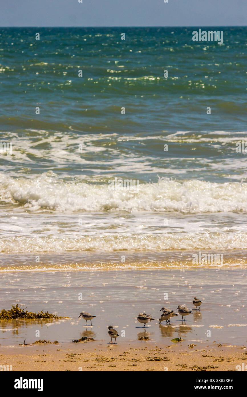 Eine kleine Herde sanderling (calidris alba) an einem Sandstrand in Mosambik, mit kleinen Wellen, die im Hintergrund brechen Stockfoto