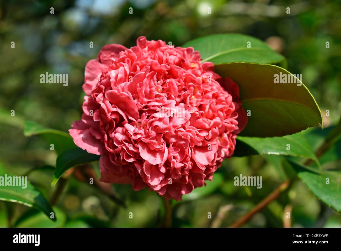Rosafarbene Kamelienblume (Camellia japonica) im Garten Stockfoto