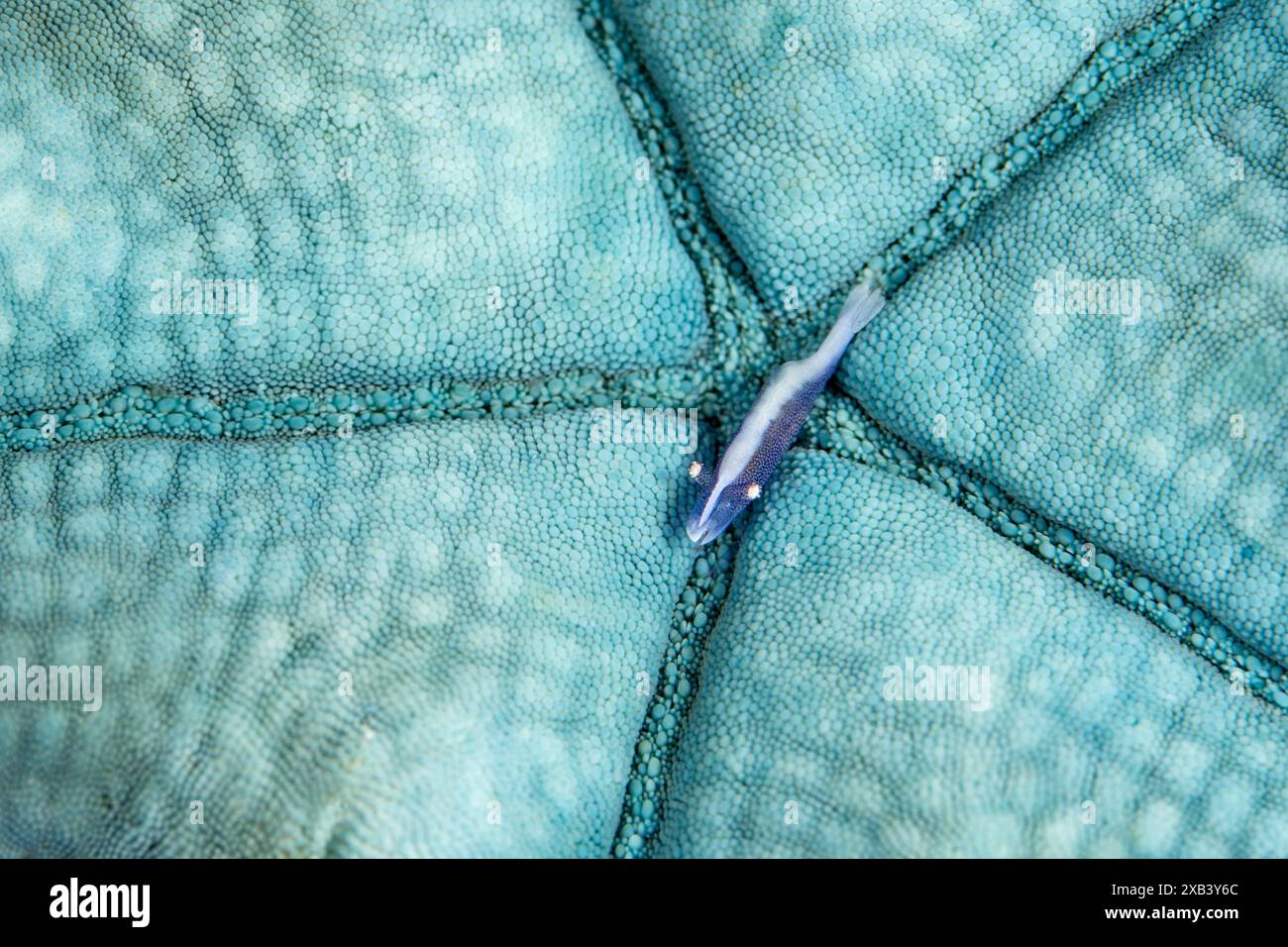 Eine winzige Garnele lebt symbiotisch mit einem blauen Seestern auf einem Korallenriff in Indonesien. Dieser Teil des Korallendreiecks weist eine hohe biologische Vielfalt der Meere auf. Stockfoto