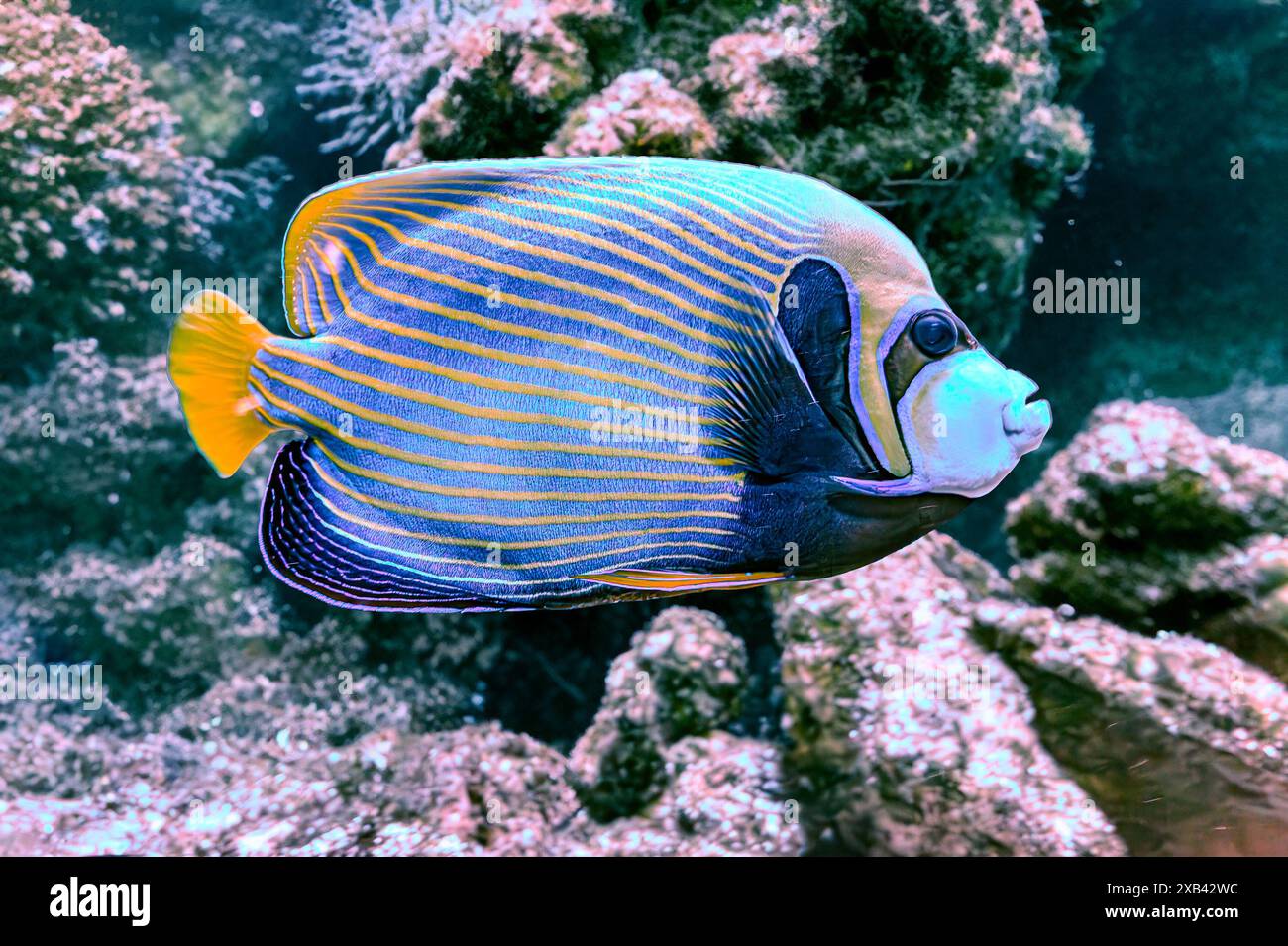 Der Kaiserfisch omacanthus Imperator ist eine Art von Meeresengeln. Es handelt sich um einen Fisch, der mit dem Riff verbunden ist. Im Allgemeinen mit stabiler Population assoziiert Stockfoto