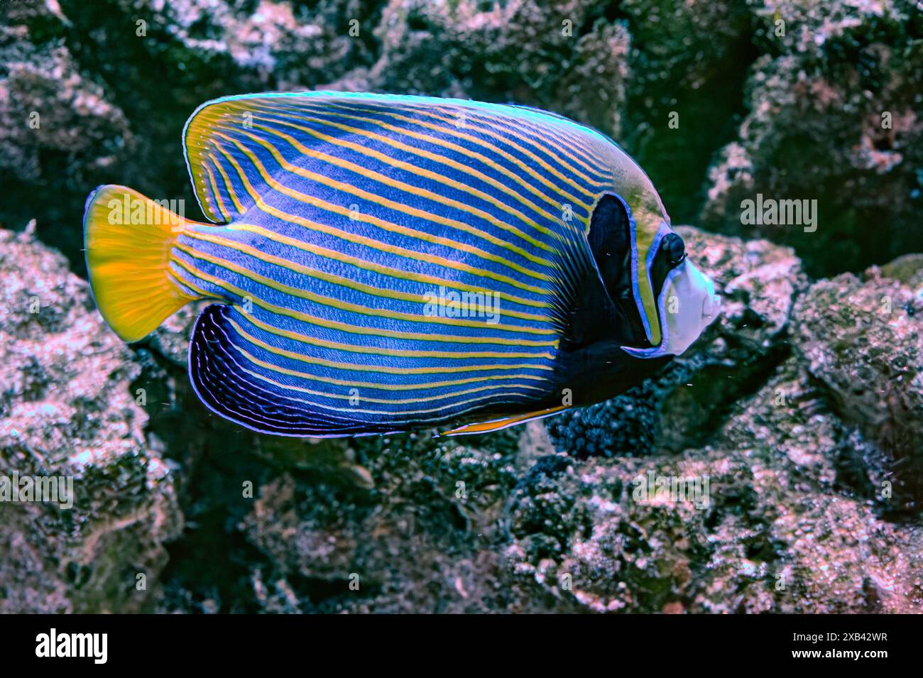 Der Kaiserfisch omacanthus Imperator ist eine Art von Meeresengeln. Es handelt sich um einen Fisch, der mit dem Riff verbunden ist. Im Allgemeinen mit stabiler Population assoziiert Stockfoto
