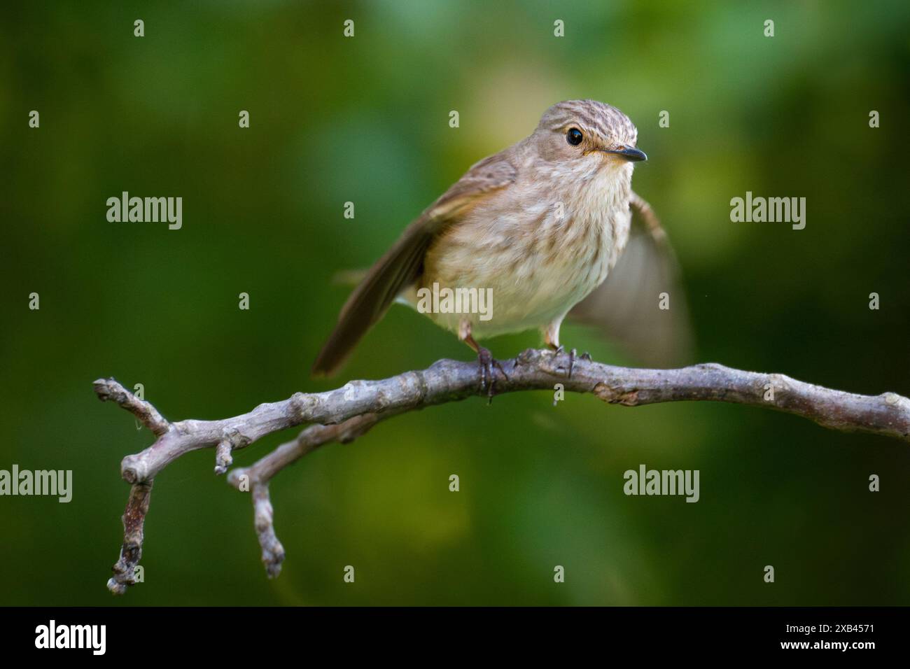 Gepunkteter Flycatcher, Muscicapa striata-Flügel, Vorderansicht. Stockfoto