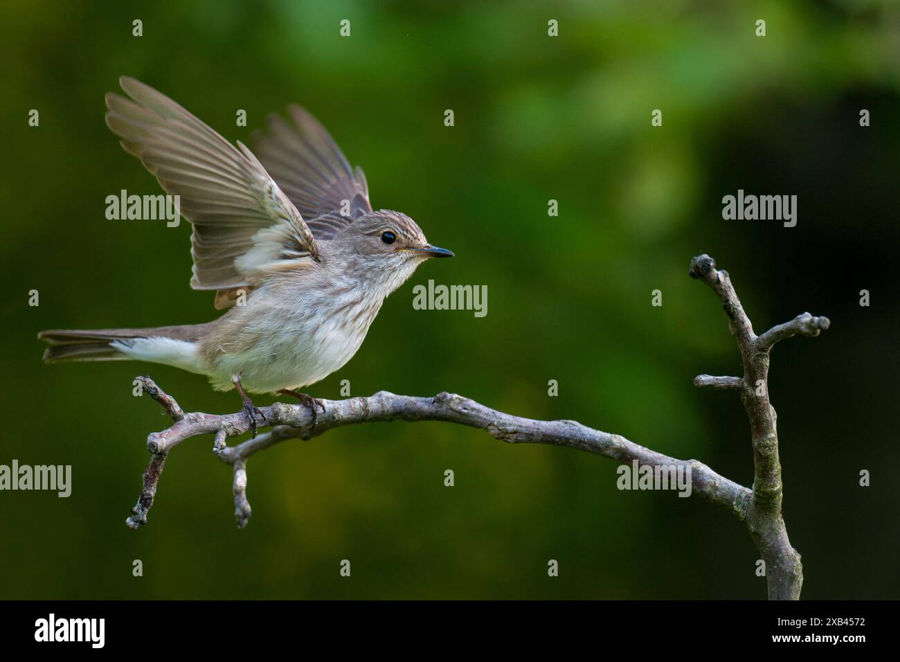 Gepunkteter Flycatcher, Muscicapa striata, Seitenansicht der Flügel. Stockfoto