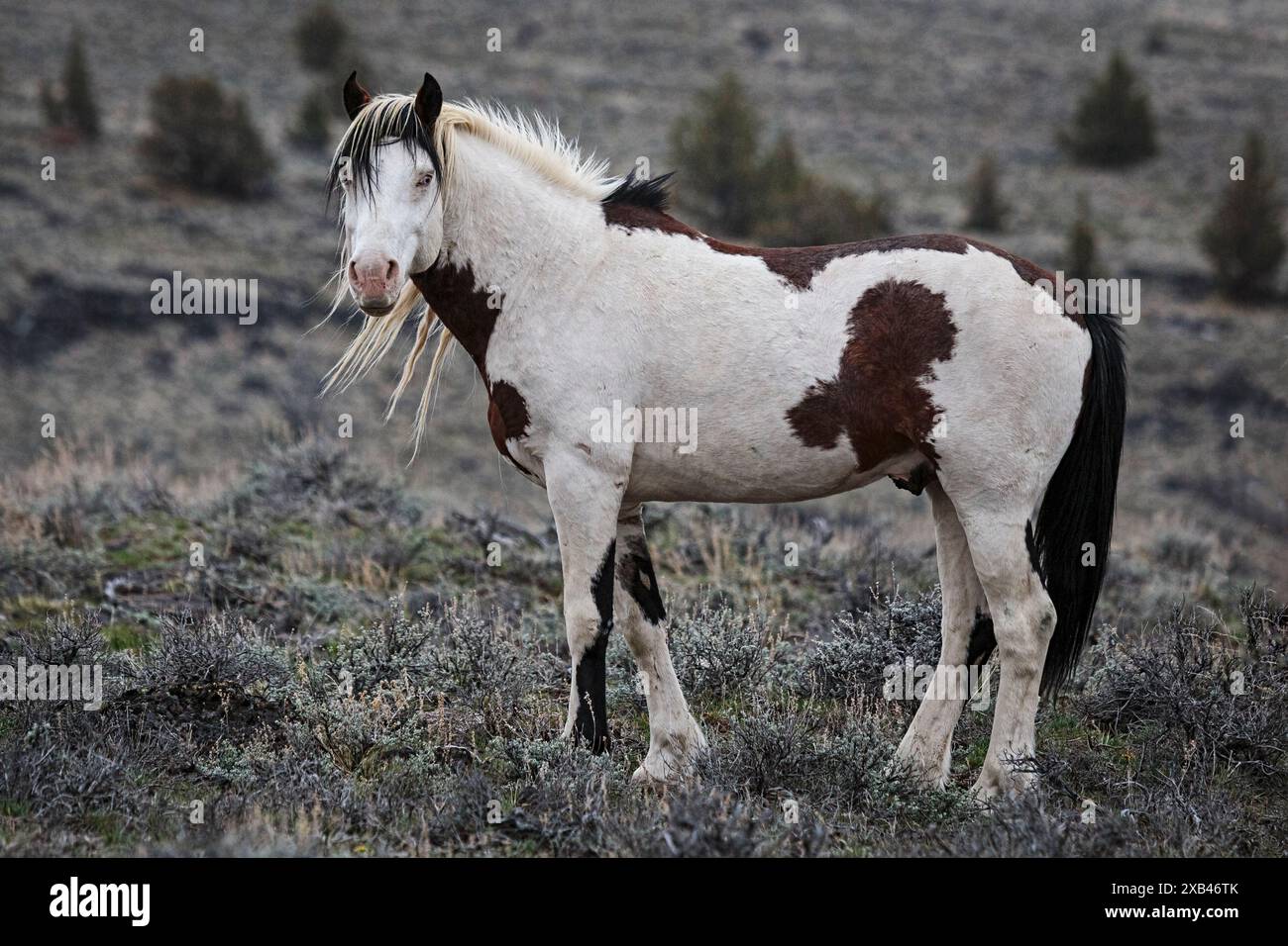 Die Steens Mountain Wildpferde können von Pinto über Buchsleder, Sauerampfer, Bucht, Palomino, Graubraun und Schwarz reichen. Stockfoto