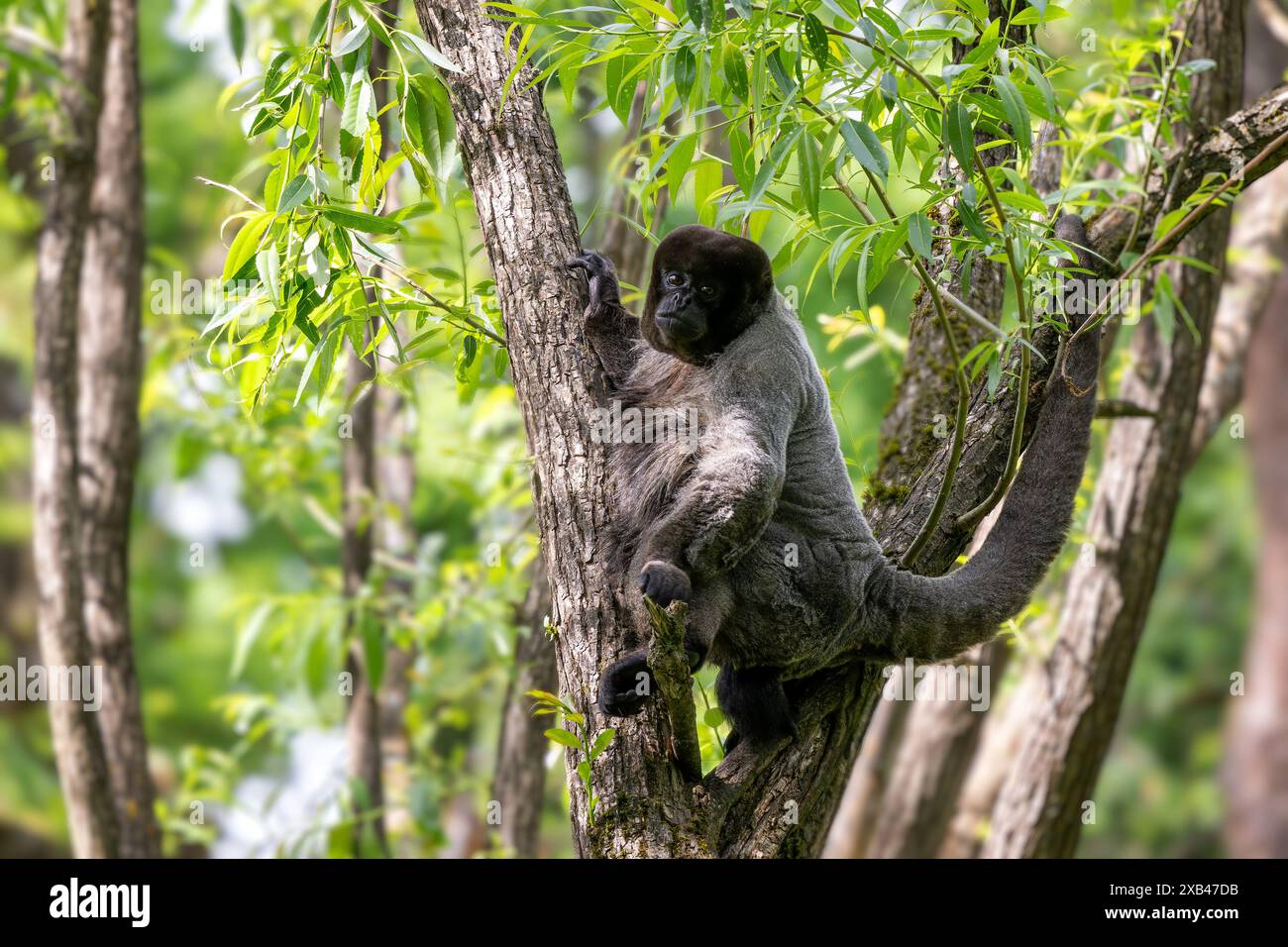 Gewöhnlicher Woolly Monkey - Lagothrix Lagothricha, ein einzigartiger grauer Affe mit langem Schwanz, der in den tropischen Wäldern Amazoniens, Ecuador, beheimatet ist. Stockfoto
