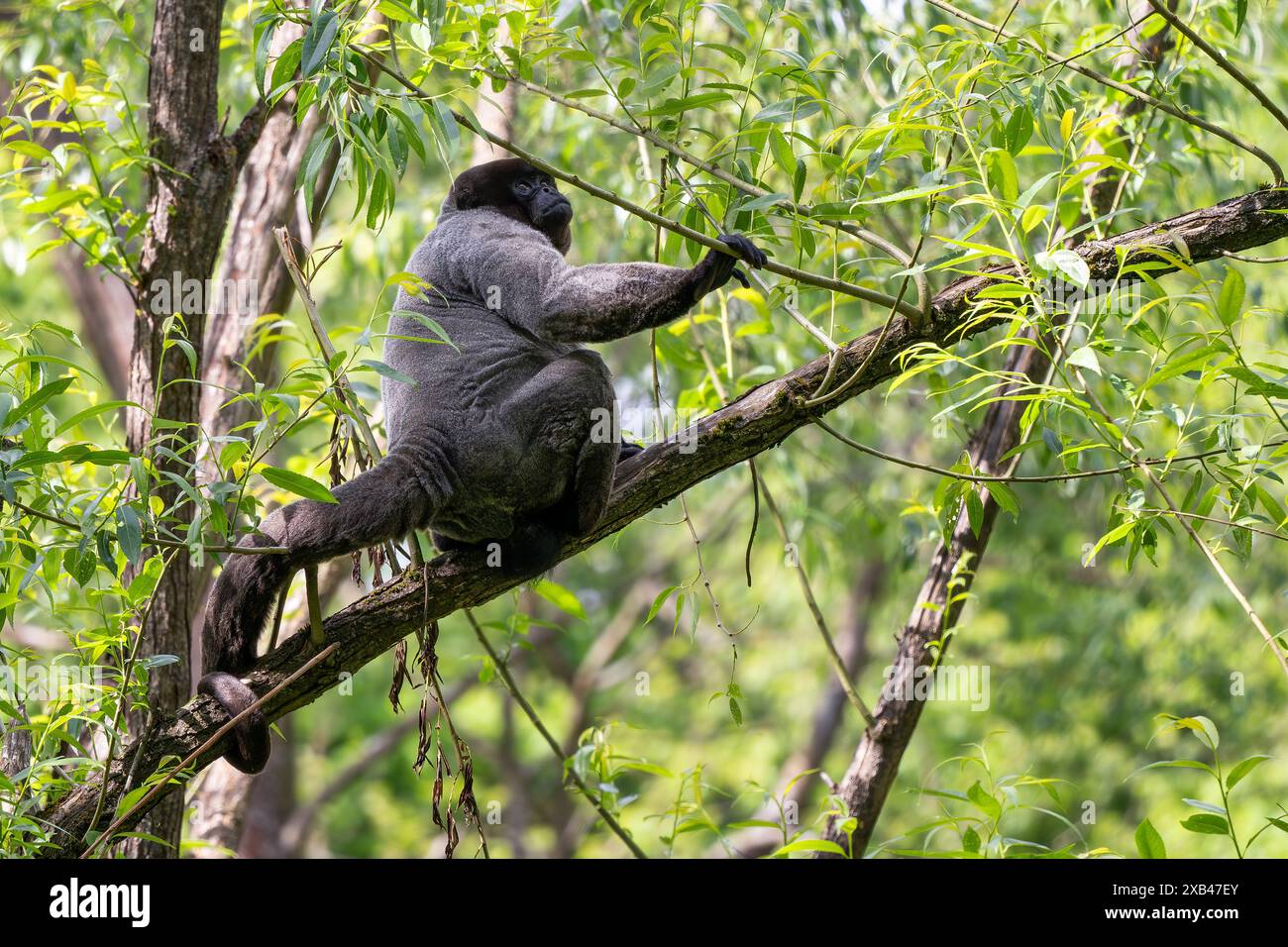 Gewöhnlicher Woolly Monkey - Lagothrix Lagothricha, ein einzigartiger grauer Affe mit langem Schwanz, der in den tropischen Wäldern Amazoniens, Ecuador, beheimatet ist. Stockfoto