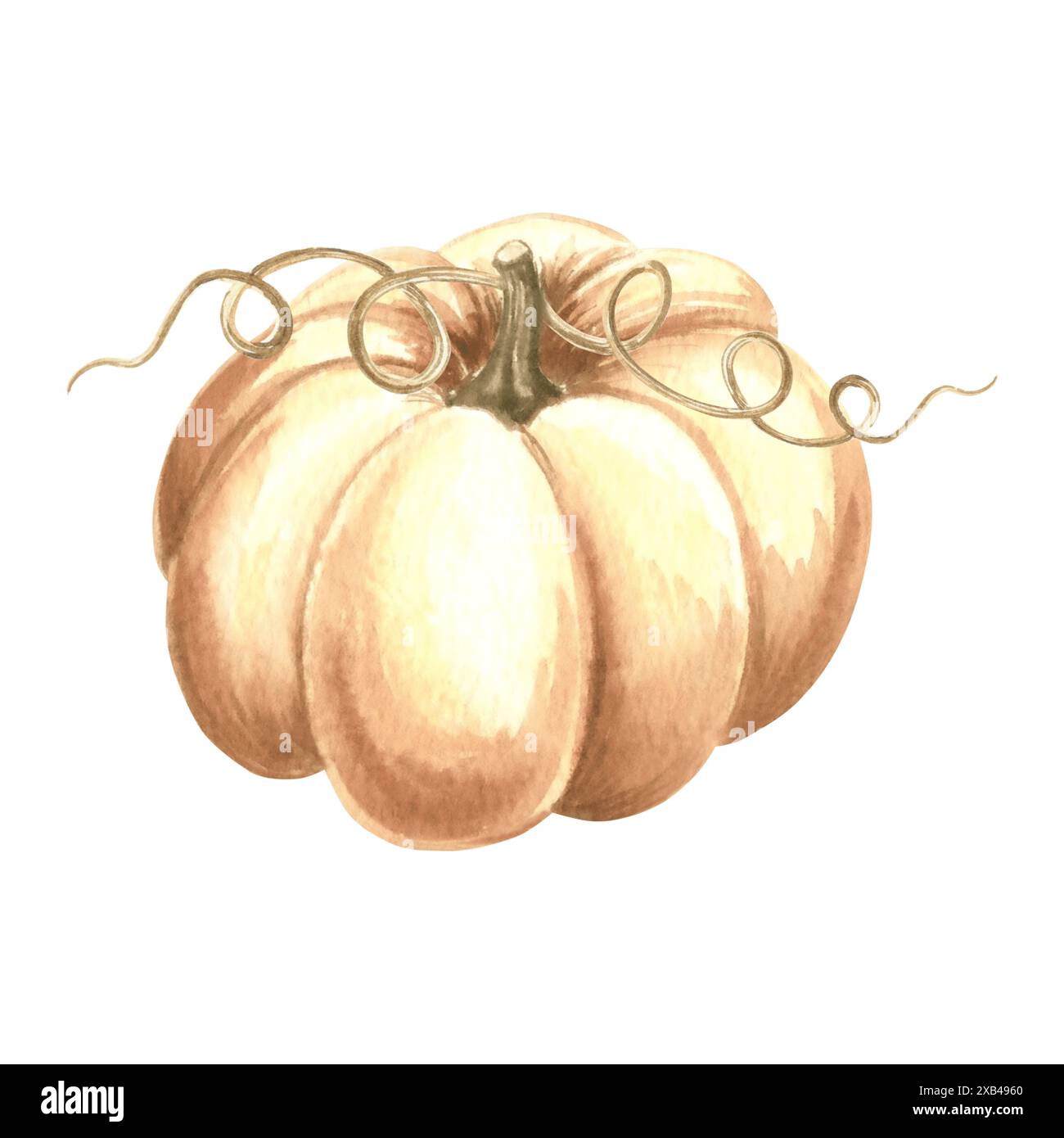 Kürbis weiß, ganz reif. Handgezeichnetes Aquarell botanische Illustration, isoliert. Thanksgiving traditionelles Herbstgemüse. Vorlage für Einladung, Stockfoto