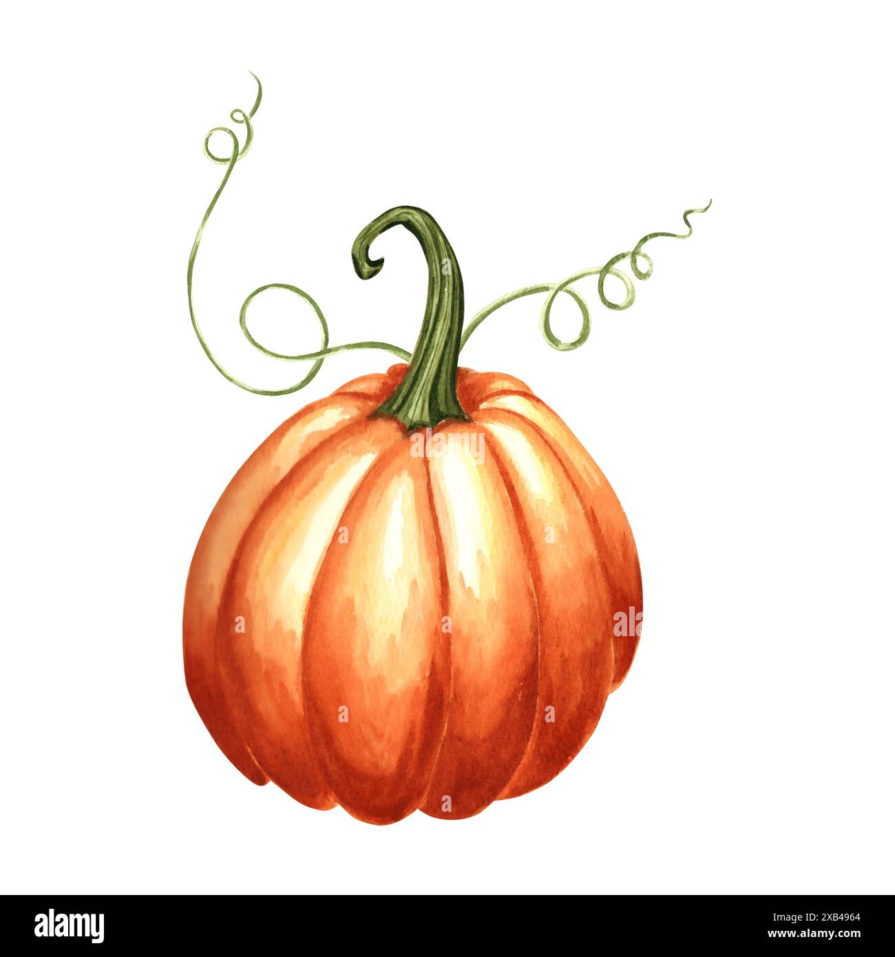 Kürbisorange ganz reif. Handgezeichnetes Aquarell botanische Illustration, isoliert. Thanksgiving traditionelles Herbstgemüse. Vorlage für Einladung, Stockfoto