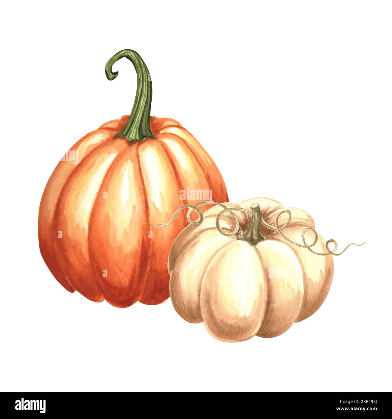 Kürbis orange und weiß ganz. Handgezeichnetes Aquarell botanische Illustration, isoliert. Thanksgiving traditionelles Herbstgemüse. Vorlage für Invita Stockfoto