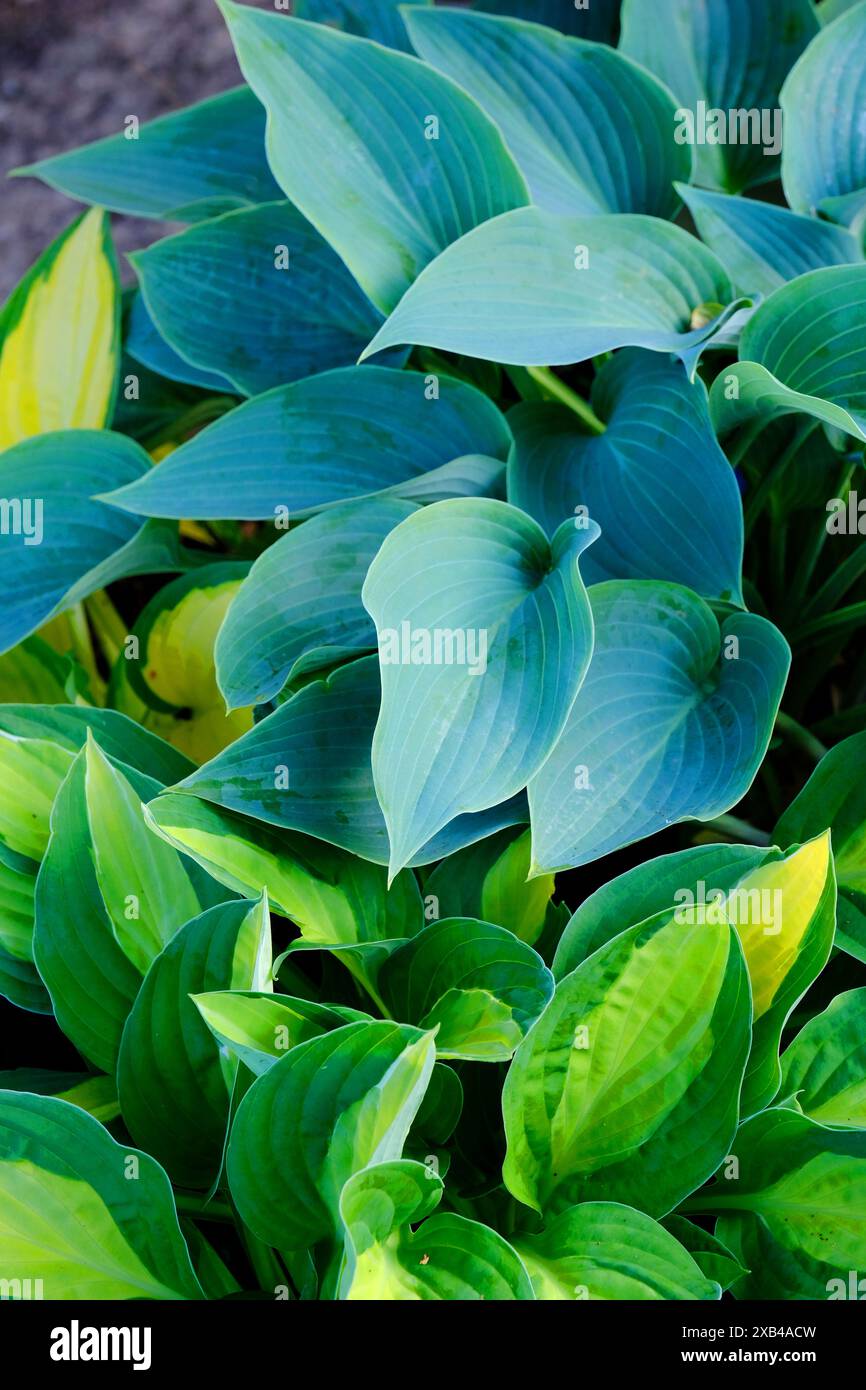 Vollformatbild von Hostas, ein Schatten, der krautige Stauden verträgt - John Gollop Stockfoto