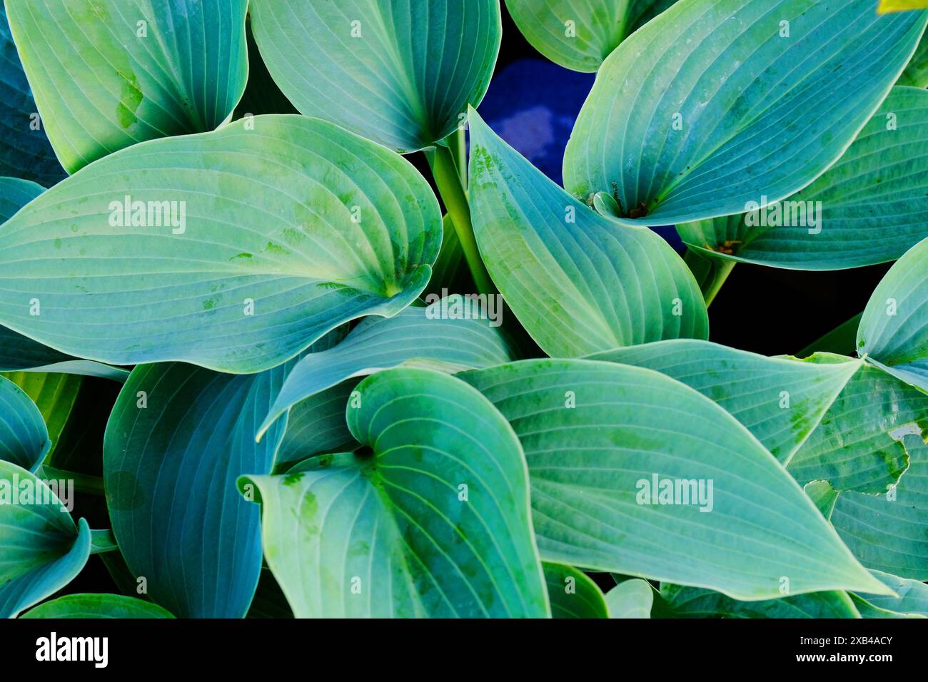 Vollformatbild von Hostas, ein Schatten, der krautige Stauden verträgt - John Gollop Stockfoto