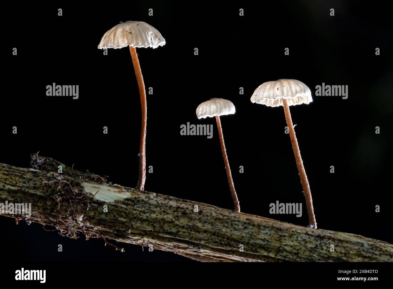 Nahaufnahme von drei kleinen weißen Pilzen (Marasmius sp.) Wächst auf einem Ast vor schwarzem Hintergrund - Brevard, North Carolina, USA Stockfoto