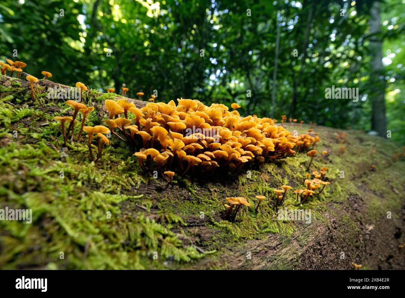 Goldener Trompetenpilz (Xeromphalina campanella) - Cat Gap Loop Trail, Pisgah National Forest, Brevard, North Carolina, USA Stockfoto