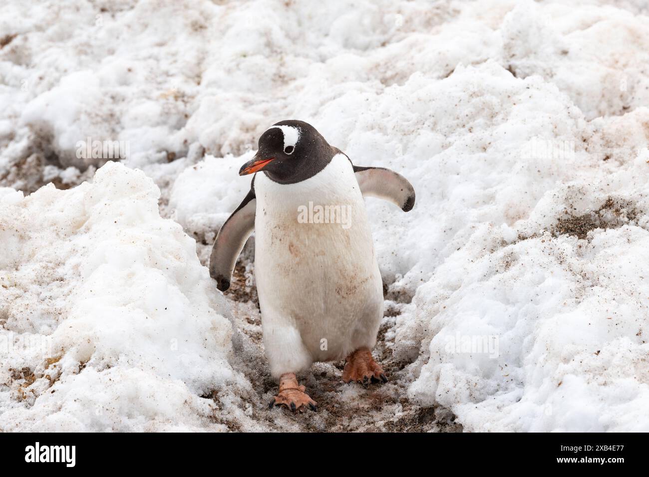 Gentoo-Pinguin im Schnee. Stockfoto