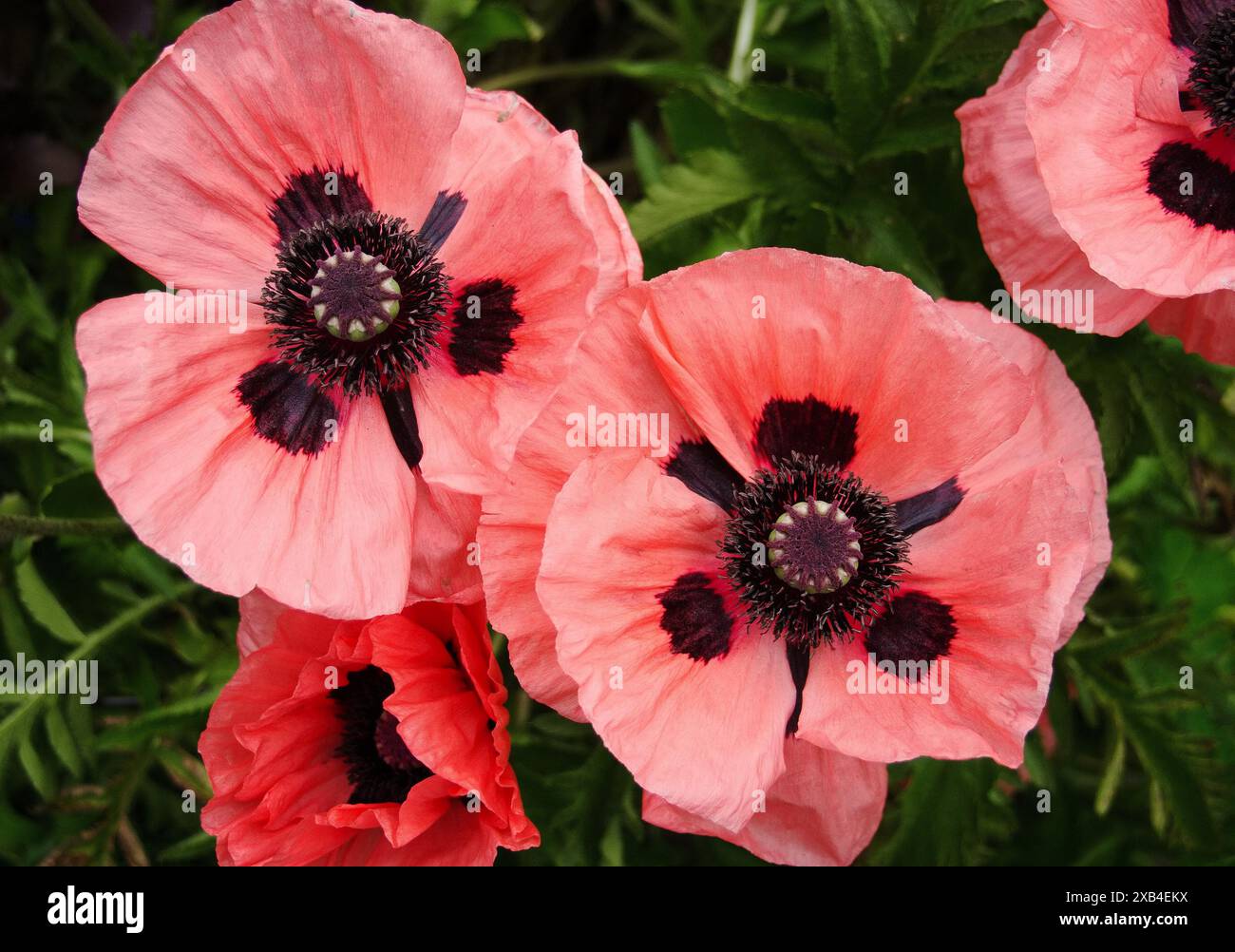 Blick von oben auf sanfte rosa orientalische Mohnblumen mit auffälliger schwarzer Mitte Stockfoto