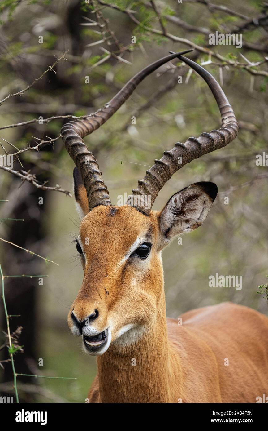 Impala Widder (Aepyceros melampus) macht eine Pause von der Suche nach Akazien und posiert für ein Porträt im Kruger-Nationalpark, Südafrika Stockfoto
