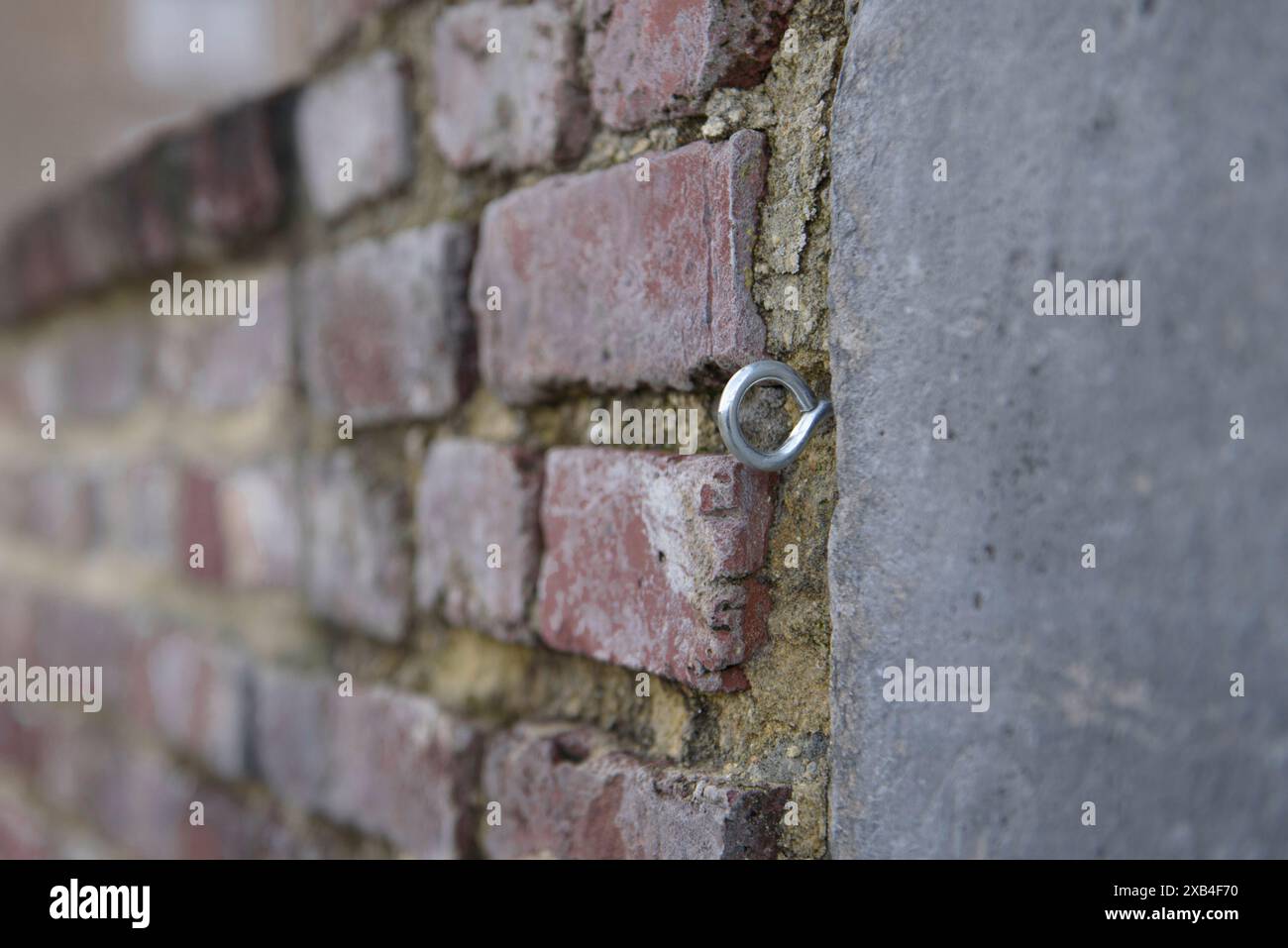 Metallschraube mit Ring zur Befestigung in Betonmauerwand. Nahaufnahme Stockfoto