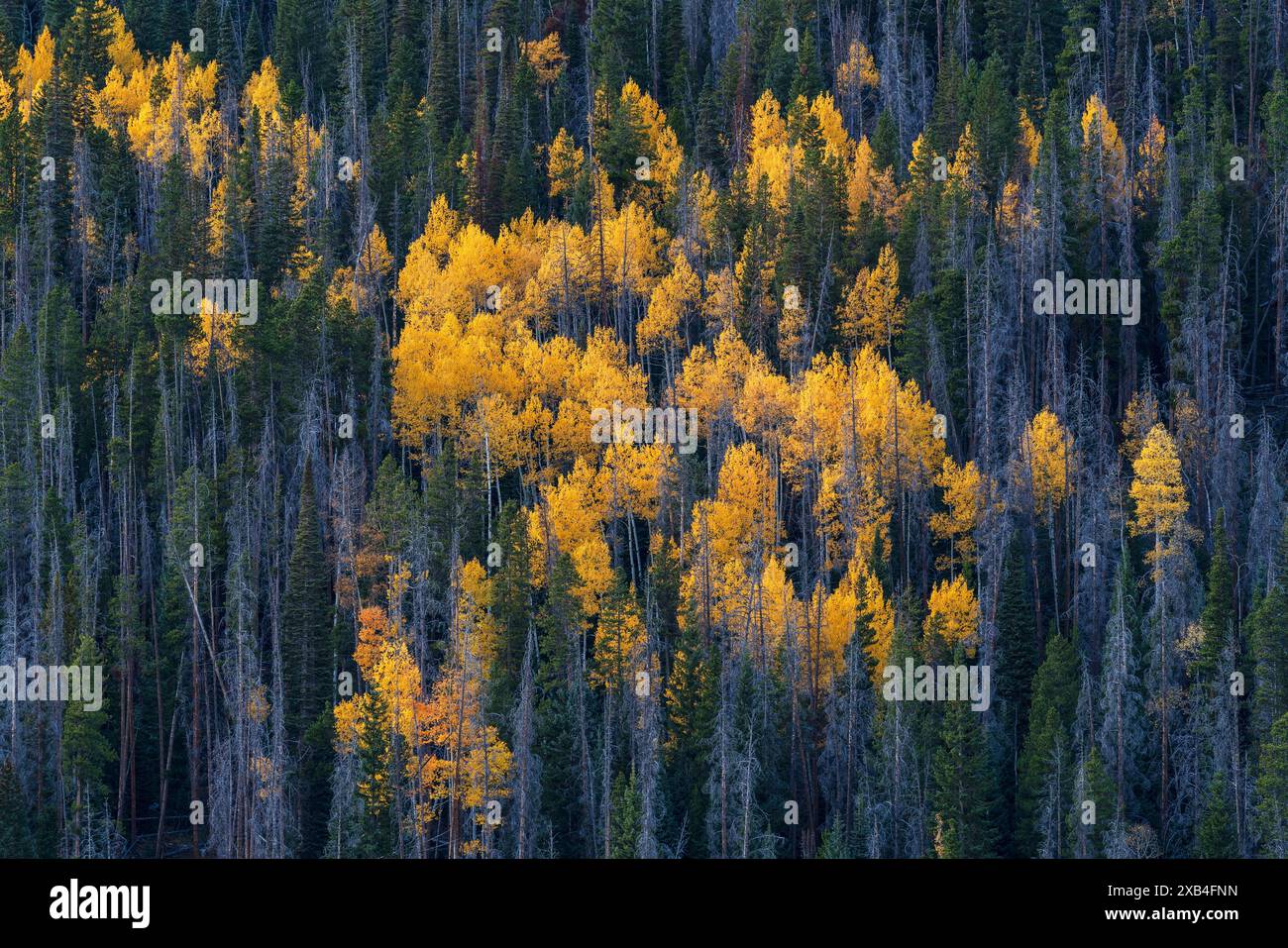 Farbenfroher Herbstwald entlang des Million Dollar Highway in Colorado Stockfoto