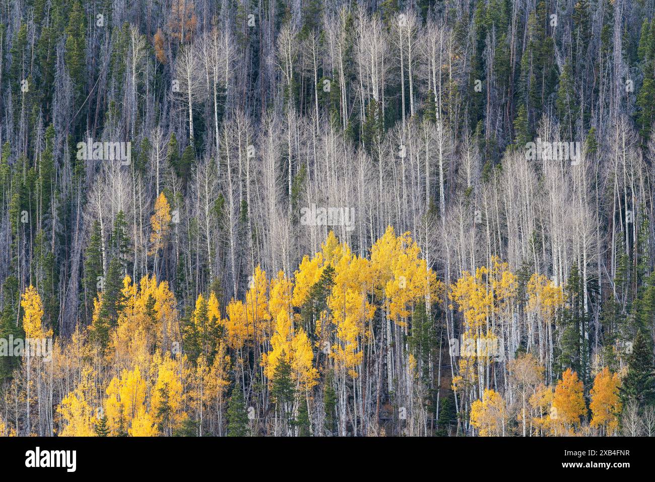 Farbenfroher Herbstwald entlang des Million Dollar Highway in Colorado Stockfoto