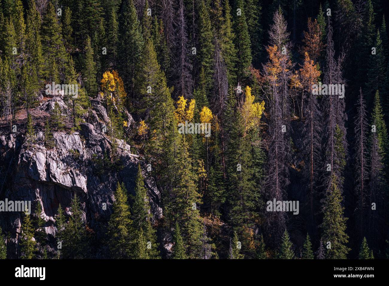 Farbenfroher Herbstwald entlang des Million Dollar Highway in Colorado Stockfoto