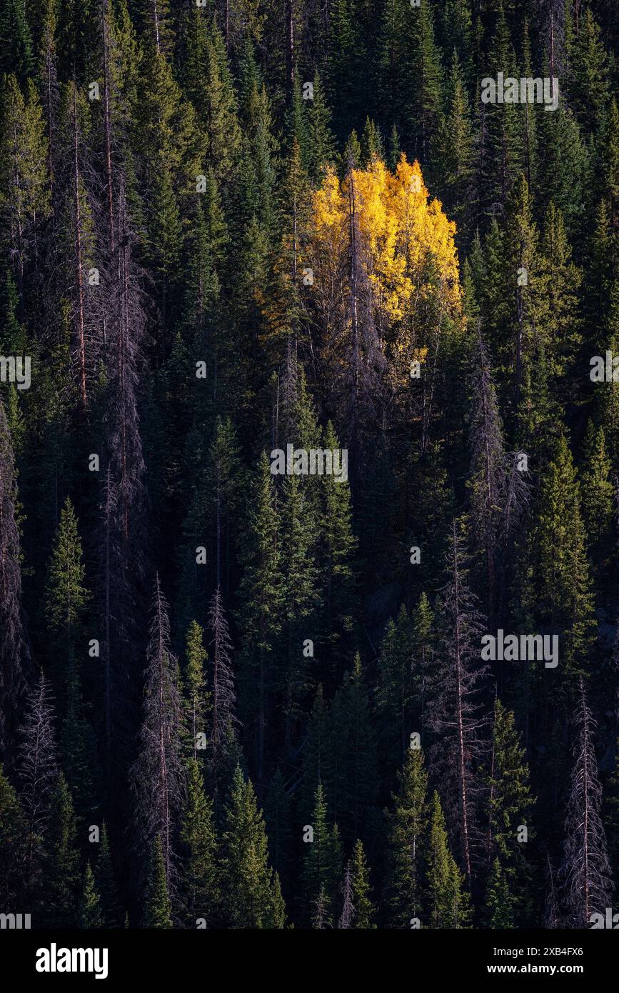 Farbenfroher Herbstwald entlang des Million Dollar Highway in Colorado Stockfoto