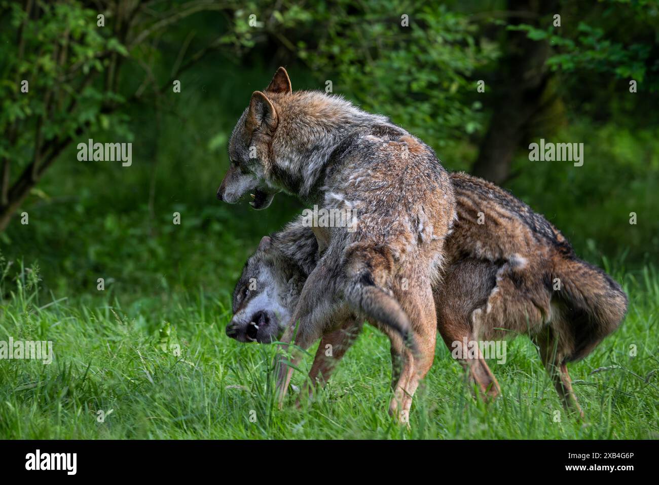 Zwei eurasische Wölfe / Grauwölfe (Canis Lupus Lupus) spielen im Wald Stockfoto