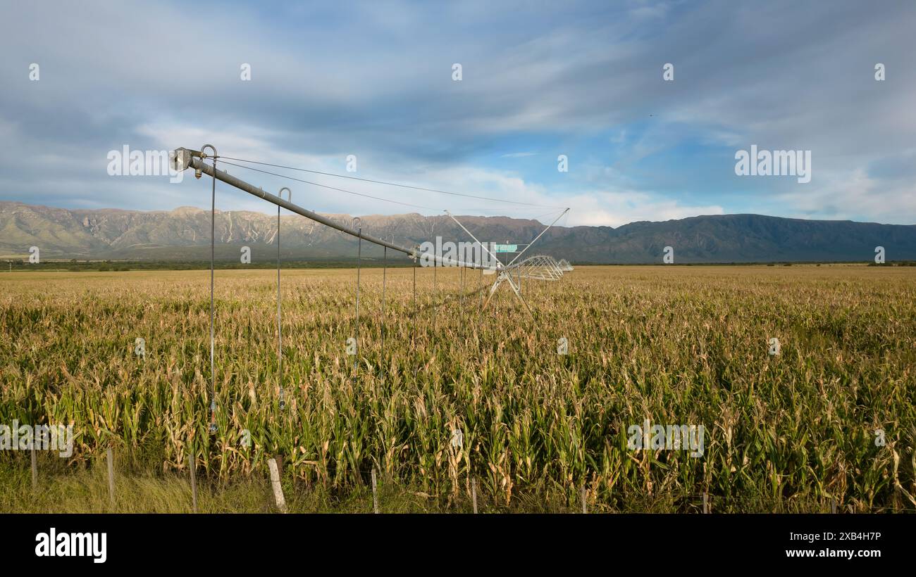Pivot-Bewässerungssystem in Reifen Maisfeldern. Stockfoto