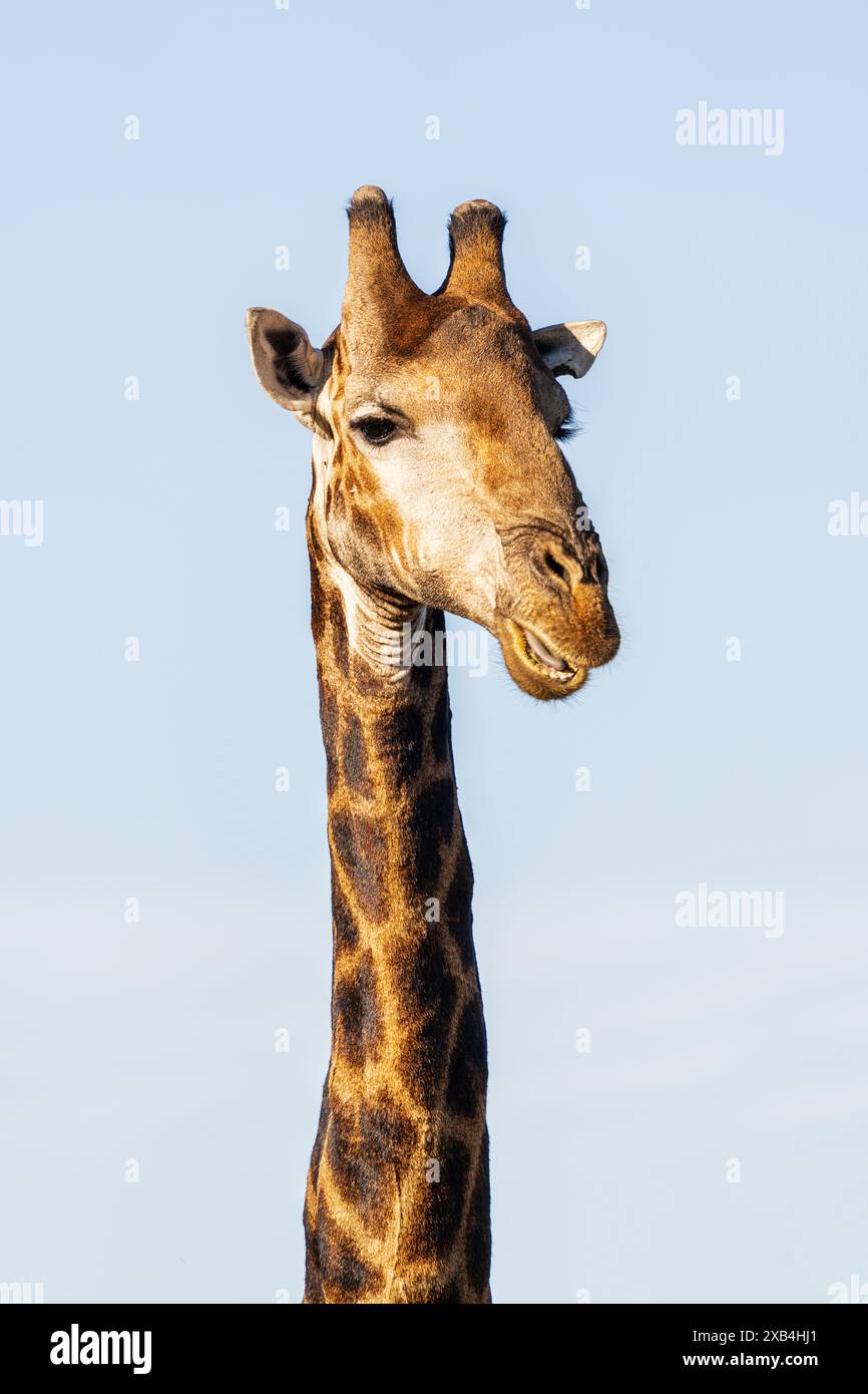 Giraffe (Giraffa camelopardalis), die im privaten Naturschutzgebiet Timbavati abhängen Stockfoto