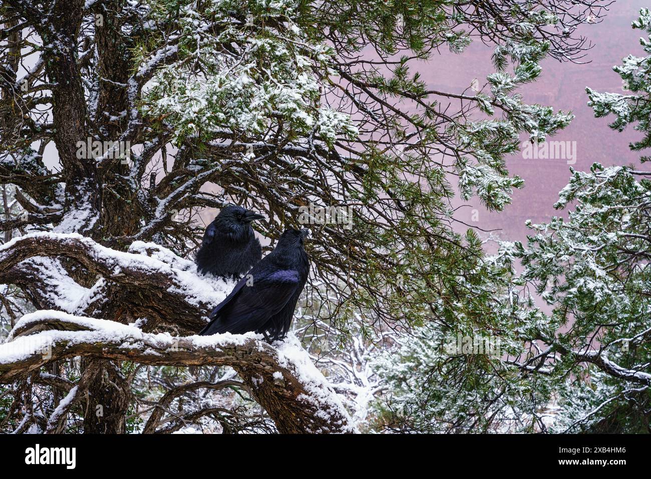 Raven Pärchen, die sich in Hermit's Rest im Grand Canyon National Park, Arizona, entspannen Stockfoto