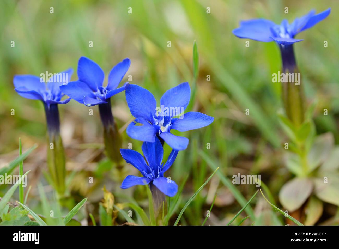 Nahaufnahme von Spring Gentian (Gentiana verna) auf einer Wiese im Frühjahr, Bayern, Deutschland Stockfoto