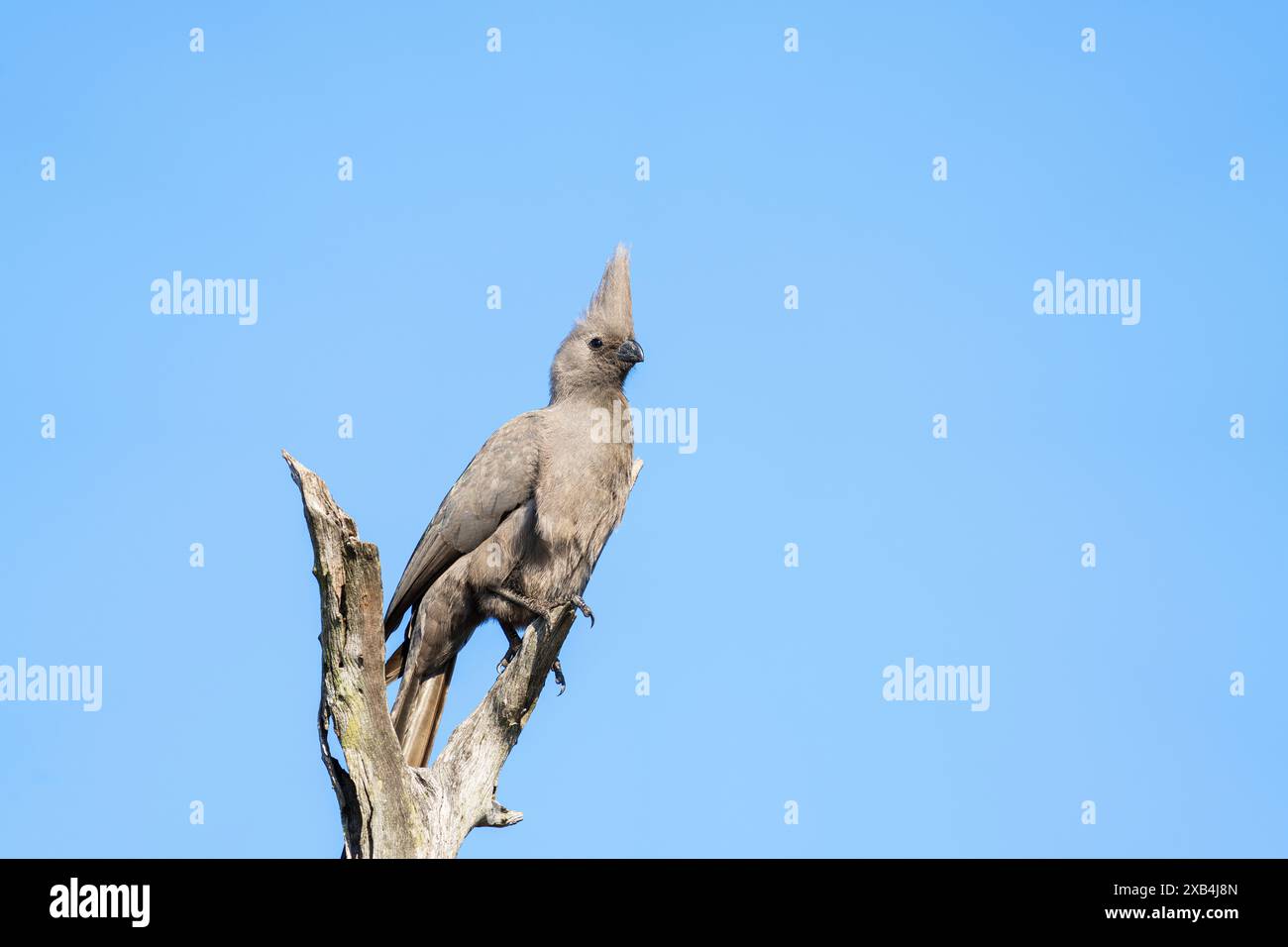 Grauer Vogel, der auf einem Baum in Südafrika sitzt Stockfoto