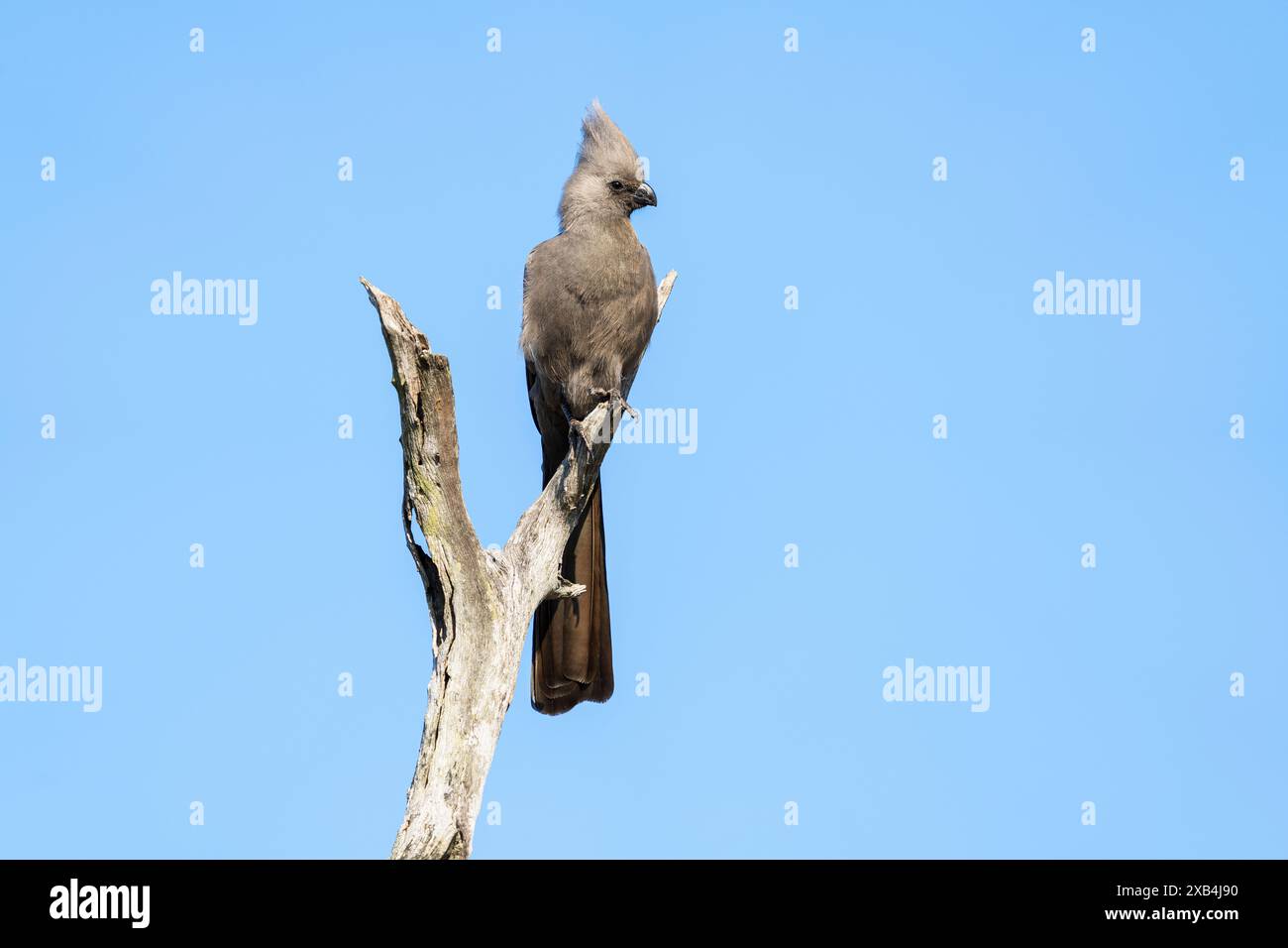 Grauer Vogel, der auf einem Baum in Südafrika sitzt Stockfoto