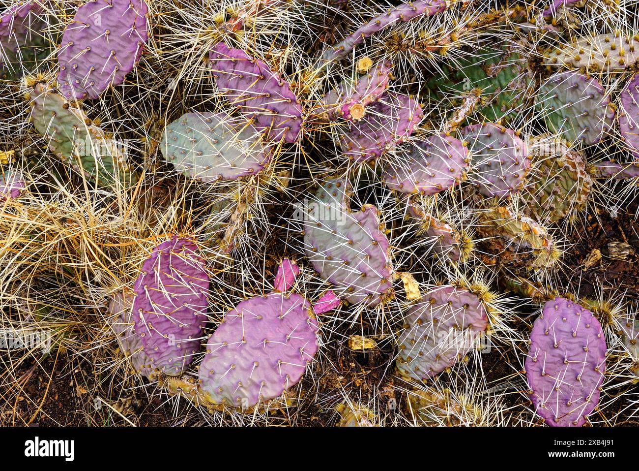 Feigenkaktus ändert im Herbst seine Farbe am Südrand des Grand Canyon National Park in Arizona Stockfoto