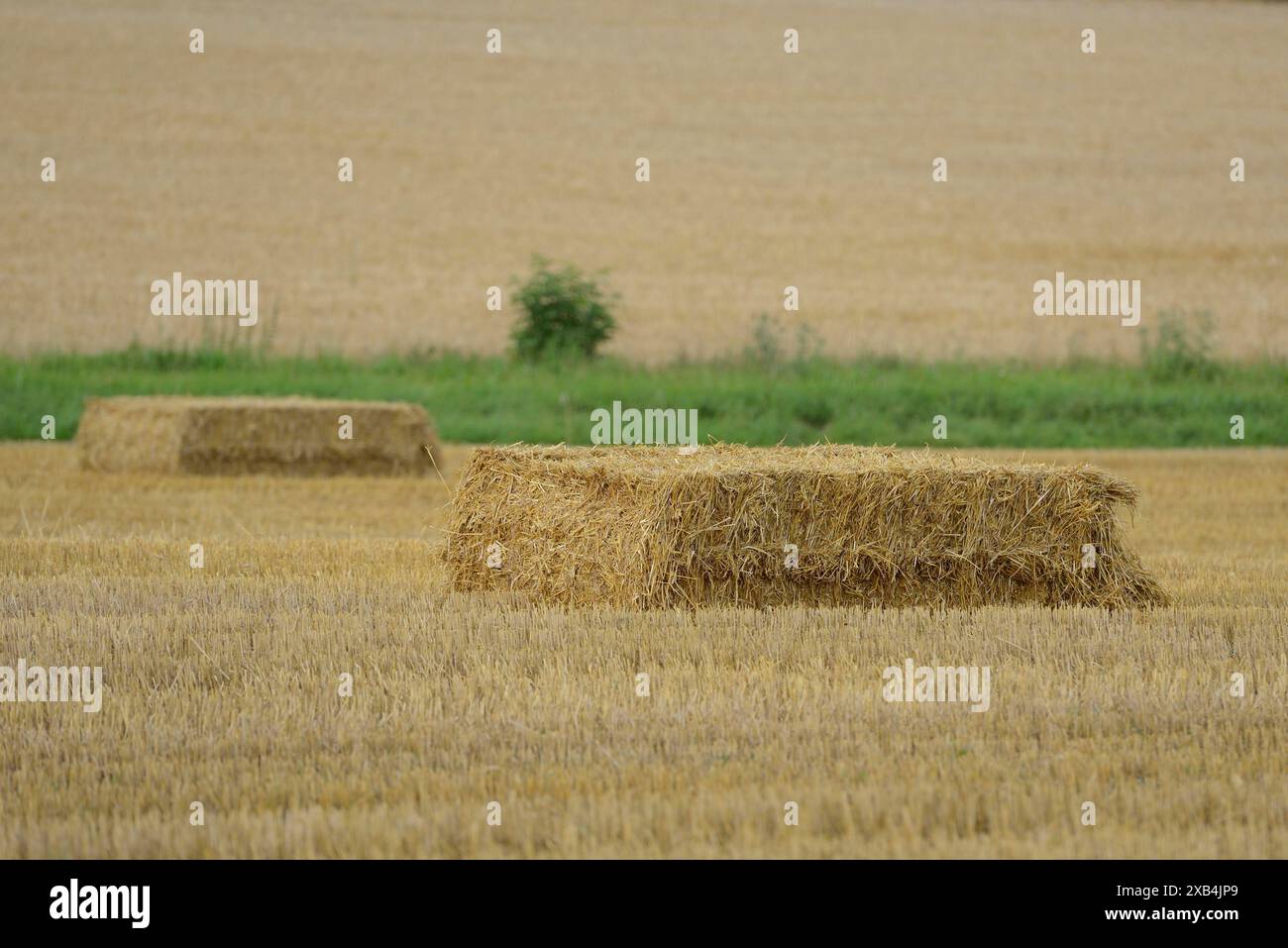 Quader Strohballen auf breitem Feld mit grünem Streifen im Hintergrund, Oberpfalz Stockfoto