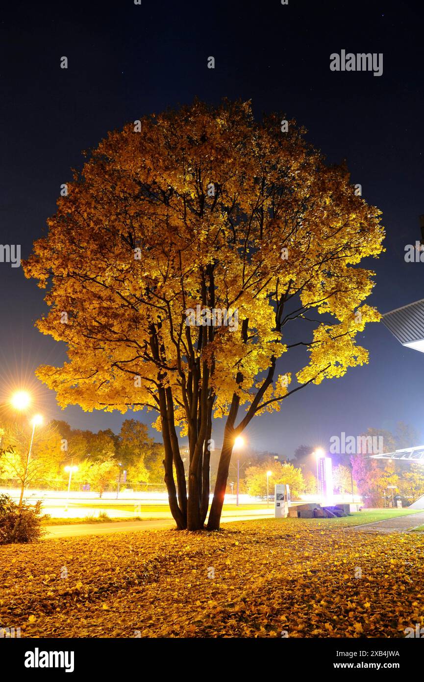Ein hoher Baum mit gelbem Laub an einem Herbstabend, beleuchtet von hellen Straßenlaternen, in ruhiger städtischer Umgebung, Ahornfeld (Acer Campestre Stockfotografie