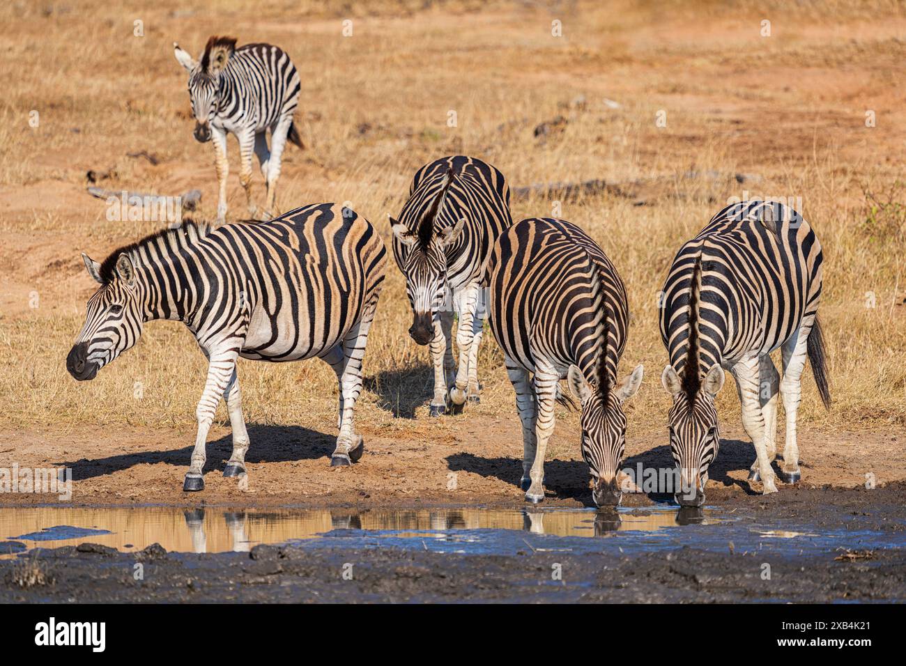 Burchell's Zebra (Equus quagga burchellii) im Timbavati Private Nature Reserve, Sotuh Afrika Stockfoto