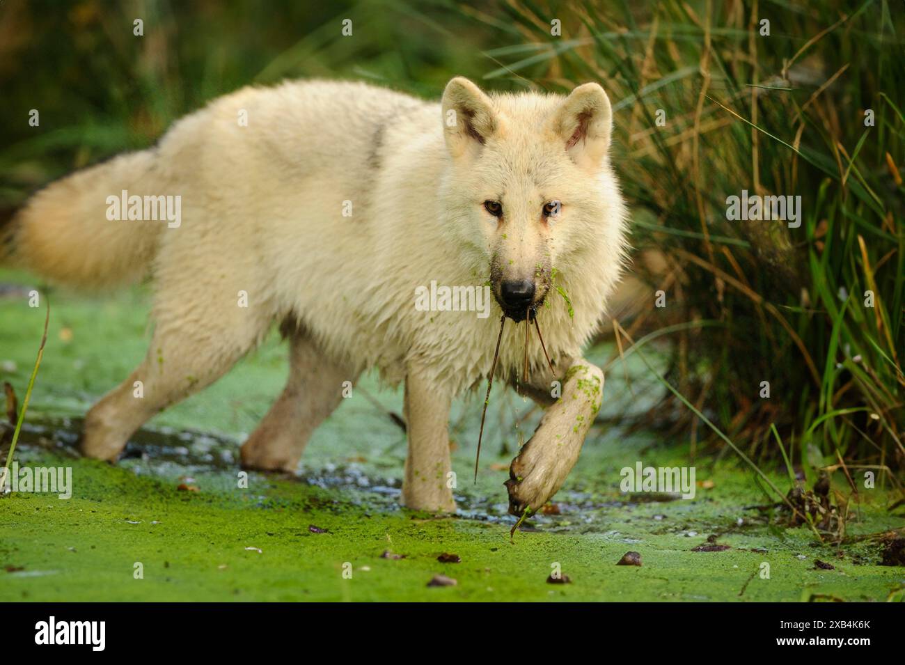 Polarwolf (Canis Lupus arctos) in einem Teich, gefangen, Deutschland Stockfoto