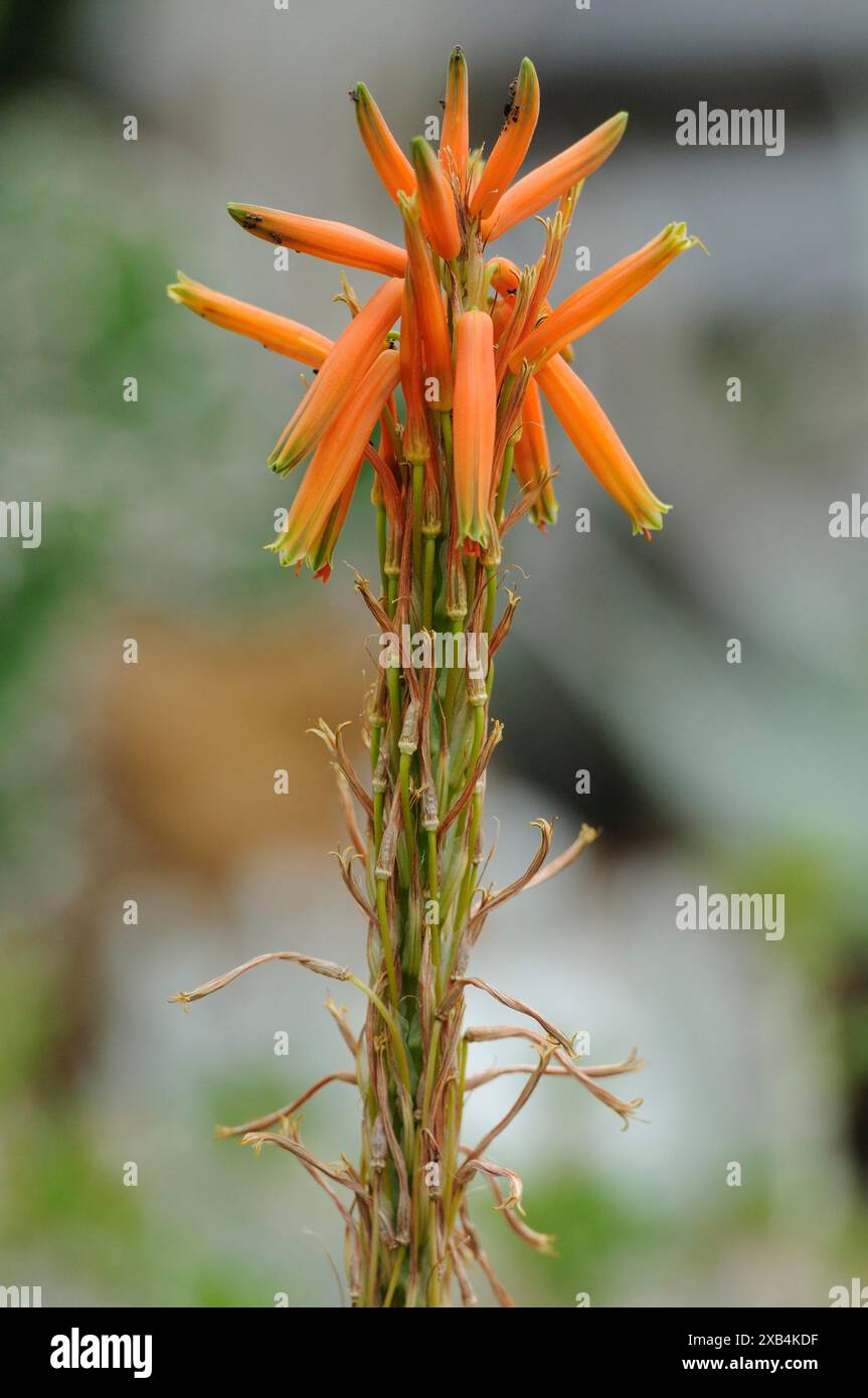 Nahaufnahme eines hohen grünen Stängels mit blühenden Orangenblüten (Aloe Vera) in einer natürlichen Umgebung Stockfoto