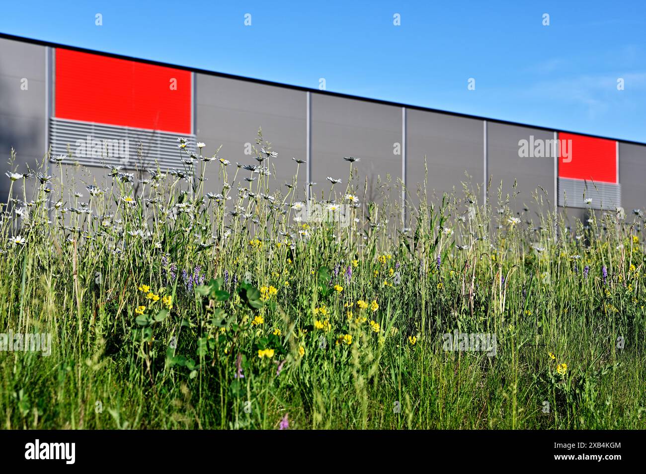 Gras und blühende Wildblumen vor dem Hintergrund einer grauen Lagergebäudewand mit roten Rechtecken im Sommer in Finnland Stockfoto Gras und blühende Wildblumen vor dem Hintergrund einer grauen Lagergebäudewand mit roten Rechtecken im Sommer in Finnland Stockfoto