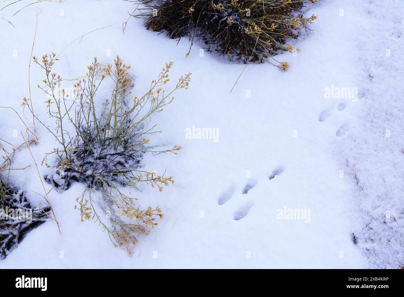 Kaninchenspuren in frisch gefallenem Schnee am Südrand des Grand Canyon National Park, Arizona Stockfoto